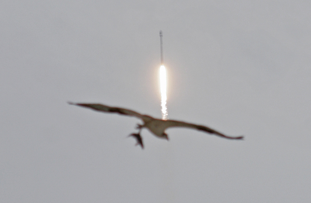 A bird of prey joins the Falcon 9 rocket in the sky over Cape Canaveral. Credit: Stephen Clark/Spaceflight Now